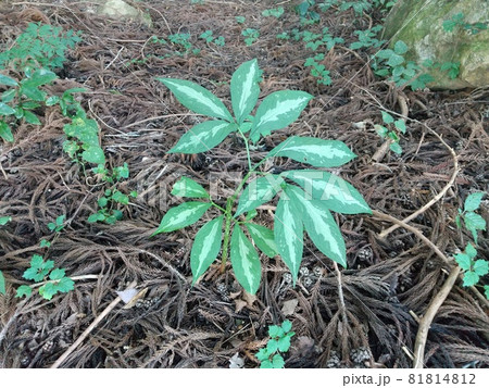 マムシグサの葉 有毒植物 マムシグサの葉 有毒植物 81814812
