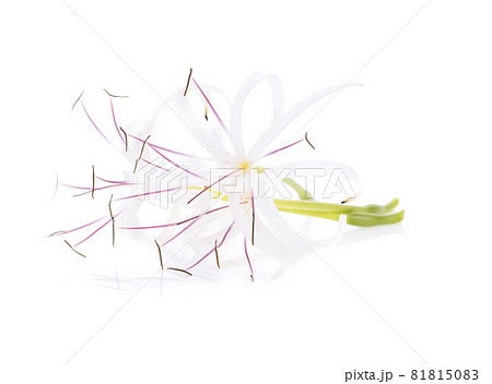 Crinum asiaticum flower isolated on white background 81815083
