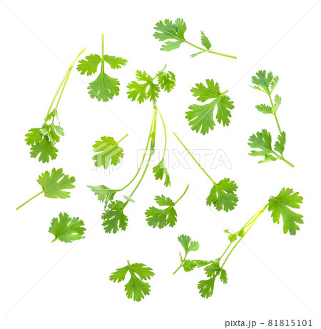 coriander leaves isolated on white background coriander leaves isolated on white background 81815101