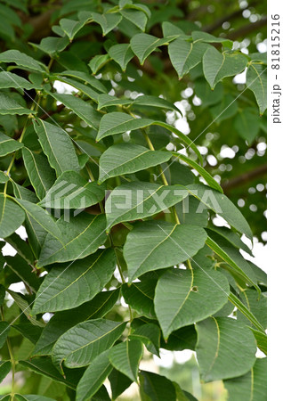 樹木：オオバノキハダ　ミカン科 81815216