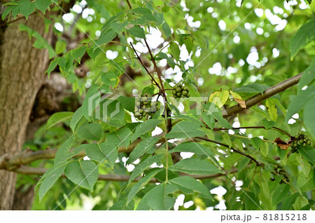 樹木：オオバノキハダ　ミカン科 81815218