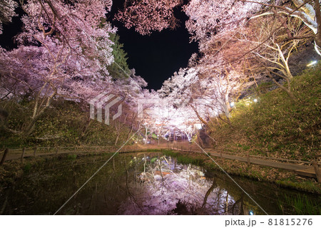 水面に映る高遠城址公園の桜 81815276