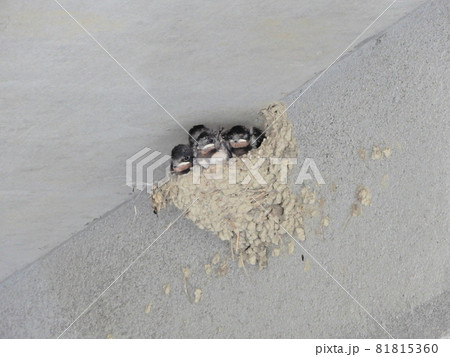 ツバメ ツバメ 81815360