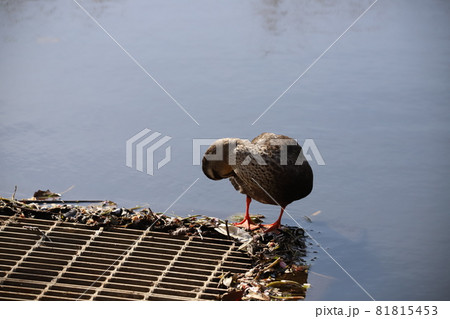 お腹を羽繕いしているカモ 81815453