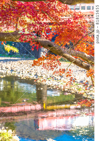 紅葉の葉っぱ 紅葉の葉っぱ 81815655