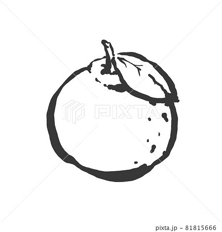 柚子の手描き筆絵風イラストのイラスト素材 [81815666] - PIXTA