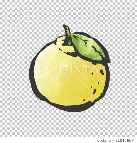 柚子の手描き筆絵風イラスト 81815667