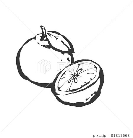 柚子の手描き筆絵風イラストのイラスト素材 [81815668] - PIXTA