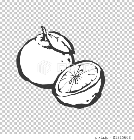 手書きイラスト 柚子の手描き筆絵風イラストのイラスト素材 [81815668] - PIXTA