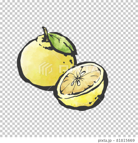 柚子的手繪毛筆繪畫風格插畫 81815669