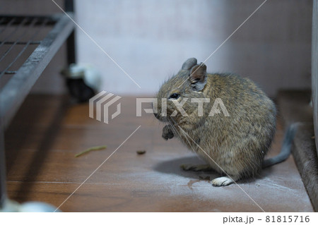 【小動物】砂浴び後のデグー【ペット】 【小動物】砂浴び後のデグー【ペット】 81815716