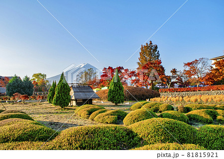 河口湖畔 もみじ回廊の紅葉と富士山 河口湖畔 もみじ回廊の紅葉と富士山 81815921
