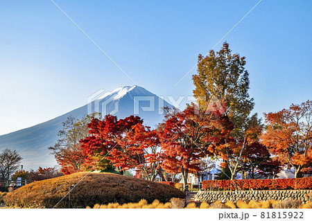 河口湖畔　もみじ回廊の紅葉と富士山 81815922