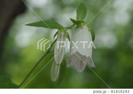 白いホタルブクロの花とつぼみ 白いホタルブクロの花とつぼみ 81816283