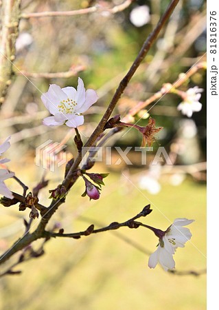 京都御苑 啓翁桜 京都御苑 啓翁桜 81816376