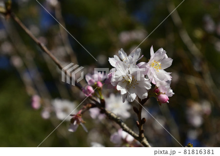 京都御苑 啓翁桜 京都御苑 啓翁桜 81816381
