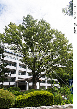 電気通信大学 入口にある本館と大木 東京都調布市 電気通信大学 入口にある本館と大木 東京都調布市 81816517