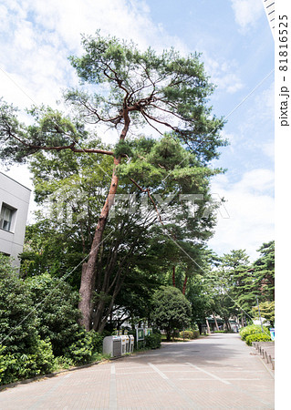 電気通信大学のキャンパス 巨大な樹木と夏の青空 東京都調布市 電気通信大学のキャンパス 巨大な樹木と夏の青空 東京都調布市 81816525