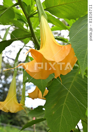 植物:エンジェルストランペット ナス科 植物:エンジェルストランペット ナス科 81816711