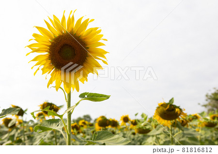 Sunflower in the garden on a white background Sunflower in the garden on a white background 81816812