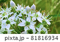 ニラの花 81816934
