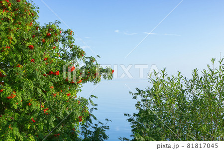 Rowan (Mountain Ash) and Willow by the Lake under the Blue Sky Rowan (Mountain Ash) and Willow by the Lake under the Blue Sky 81817045