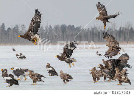 風蓮湖 冬景色 風蓮湖 冬景色 81817533