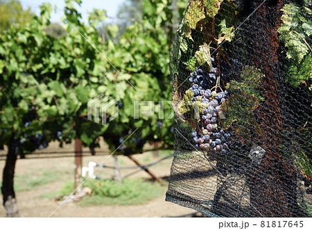 ワイン畑のブドウ 81817645