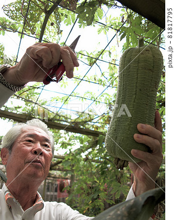 家庭菜園で栽培を楽しむ高齢男性 81817795