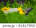 黄花コスモスとアゲハチョウ 81817950