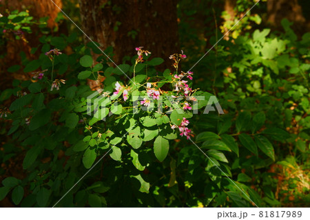 木漏れ日に浮かぶ萩の花 81817989