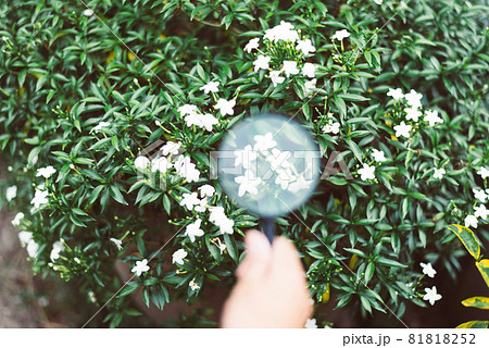 Woman researcher using magnifying glass for analysis and examining flower with studying data in the garden,Blurred and close up Woman researcher using magnifying glass for analysis and examining flower with studying data in the garden,Blurred and close up 81818252
