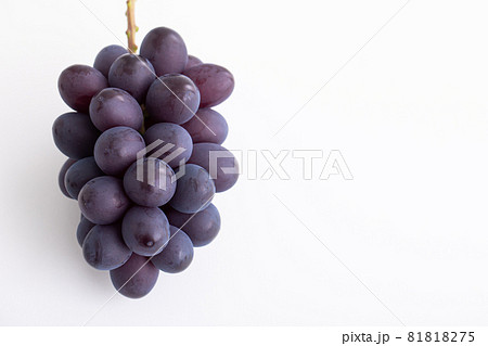 秋の味覚 ふどう 高級ぶどう フルーツ 季節の果物 秋の味覚 ふどう 高級ぶどう フルーツ 季節の果物 81818275