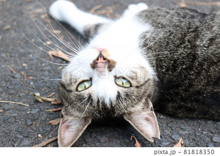 若い雄猫 81818350