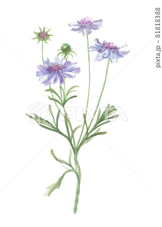 マツムシソウ 松虫草 マツムシソウ 松虫草 81818388