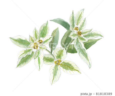 ハツユキソウ　初雪草 81818389