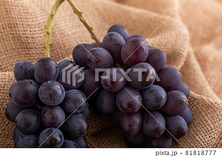 秋の味覚 日本の果物 ぶどう 新鮮果物 高級ぶどう 秋の味覚 日本の果物 ぶどう 新鮮果物 高級ぶどう 81818777