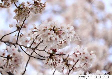 神奈川県 綾西緑地の桜_7 神奈川県 綾西緑地の桜_7 81818781