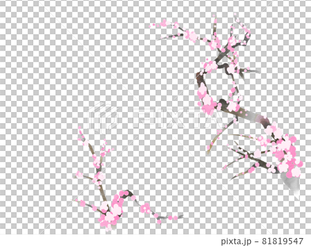 梅花 81819547