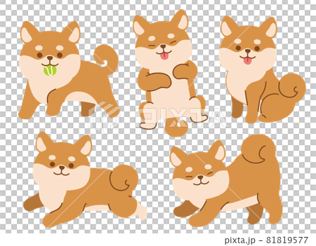 Companion animal Companion animal 81819577