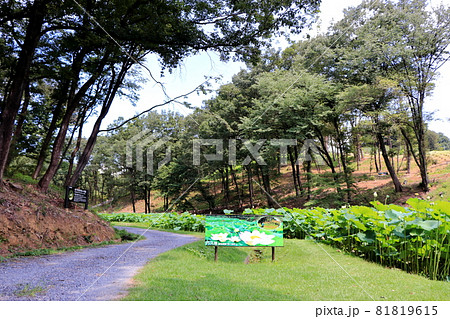 埼玉県比企郡鳩山町 赤沼 里山の風景 (愛郷の里) 埼玉県比企郡鳩山町 赤沼 里山の風景 (愛郷の里) 81819615