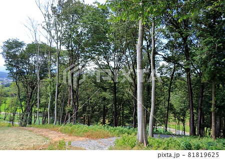 埼玉県比企郡鳩山町　赤沼　里山の風景　（愛郷の里） 81819625