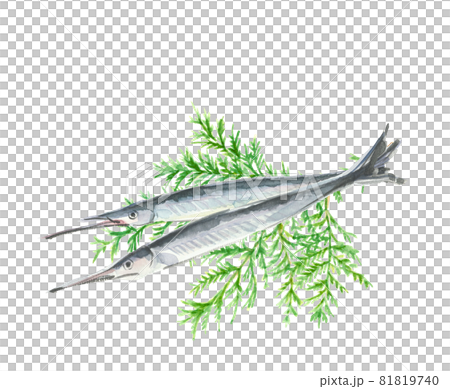 ヒバにのせたサヨリ2尾【手描き水彩画】白バック コピースペースあり 81819740