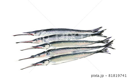 サヨリ四尾 鱵 細魚 針魚【手描き水彩画】白バック コピースペースあり 81819741