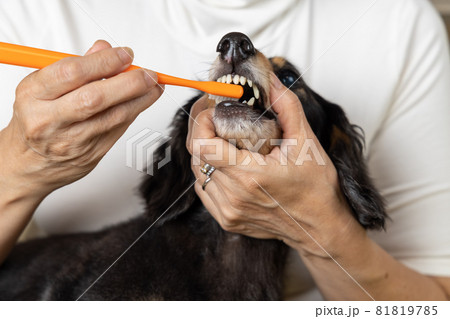 大嫌いな歯磨きをされる愛犬のダックスフンド 81819785