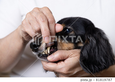 歯の健康状態をチェックされる愛犬のダックスフンド 81819787