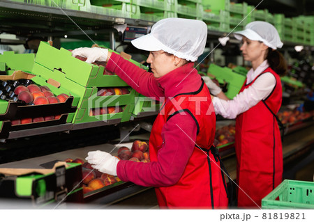 Focused woman working on fruit sorting line at warehouse, checking quality of nectarines Focused woman working on fruit sorting line at warehouse, checking quality of nectarines 81819821