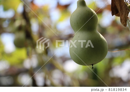 ヒョウタン 81819834