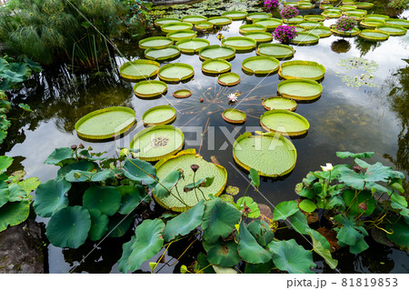 滋賀県草津市 水生植物公園みずの森のウォーターガーデン花影の池 滋賀県草津市 水生植物公園みずの森のウォーターガーデン花影の池 81819853