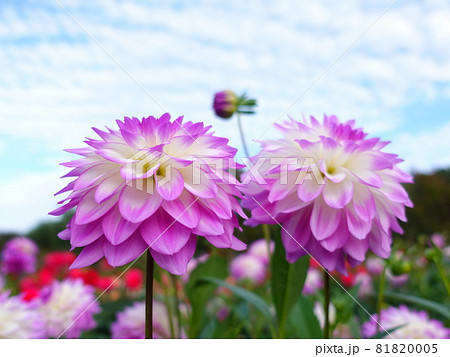 満開のダリア 天竺牡丹 満開のダリア 天竺牡丹 81820005